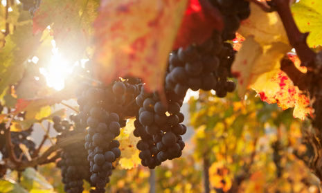 Seasonal Sips: Autumn