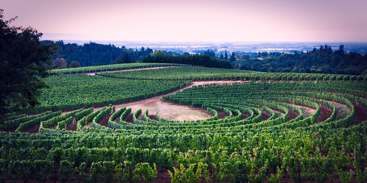 Archery Summit, Dundee Hills Pinot Noir 2021
