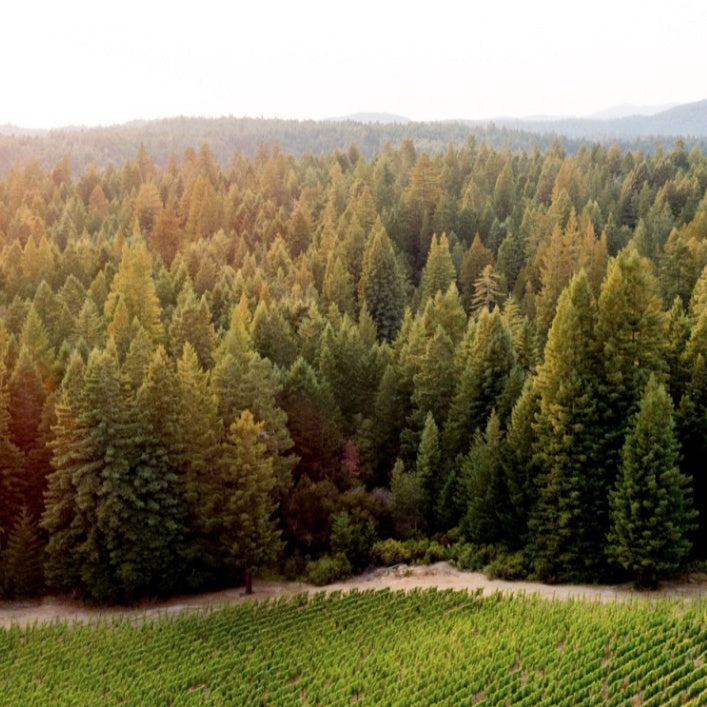 Aston ‘Sonoma Coast’ Pinot Noir 2019