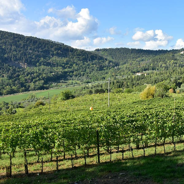 Bibi Graetz Testamatta 2013