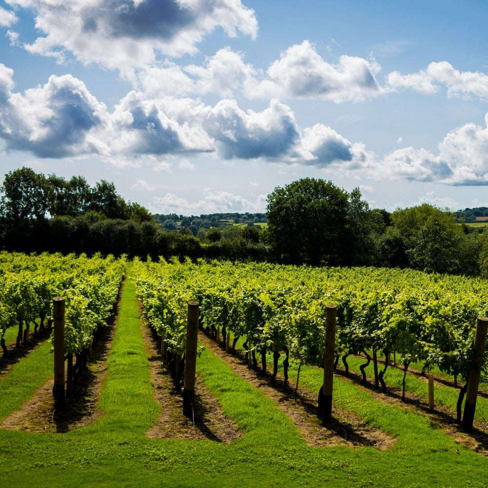 Chapel Down Kit's Coty Blanc de Blanc Sparkling 2019