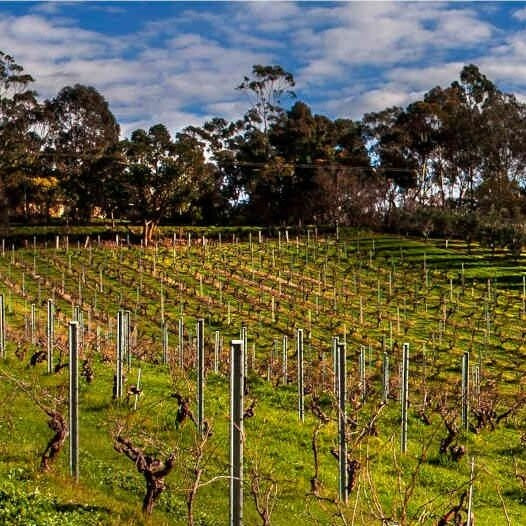Chris Ringland Hoffmann Vineyard Shiraz 2007