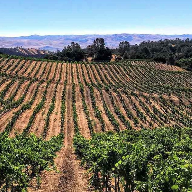 Calera Pinot Noir Mills Vineyard 2017