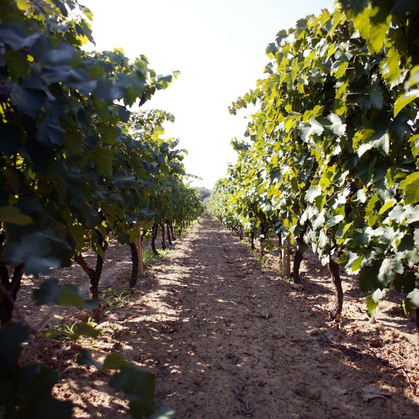 Francesco Candido, Aleatico di Puglia 2013