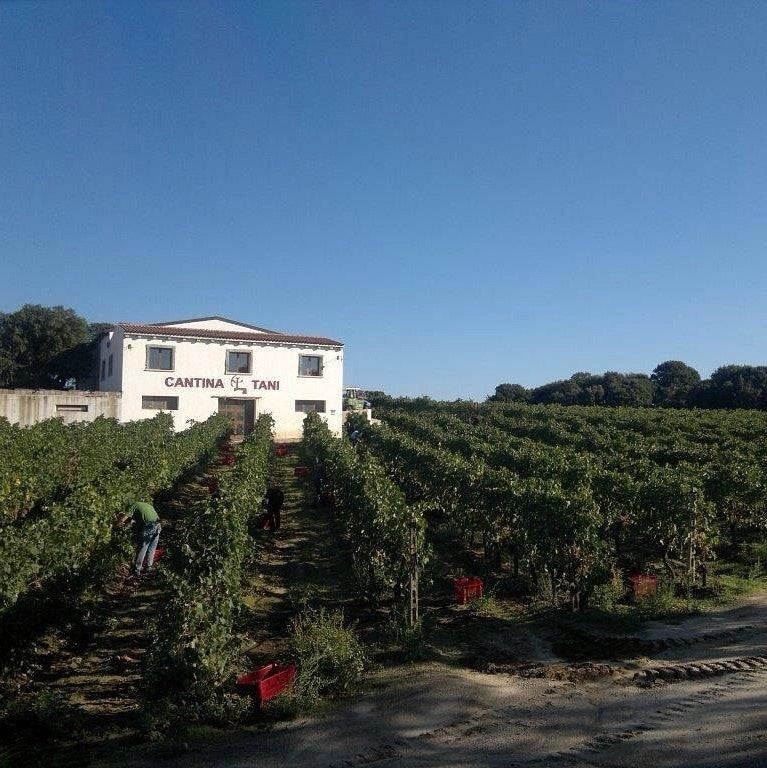 Cantina Tani Isola dei Nuraghi 'Serranu' 2016