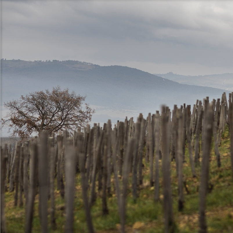 Cerbaiona Brunello di Montalcino 2017