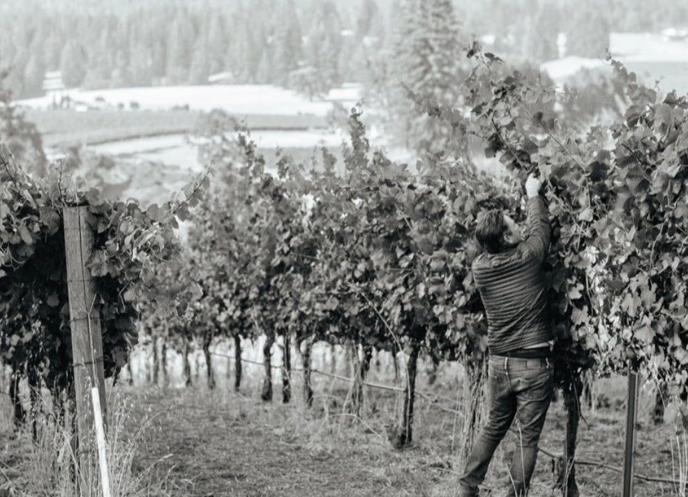 Ceritas, Bailhache Sauvignon Blanc 2020