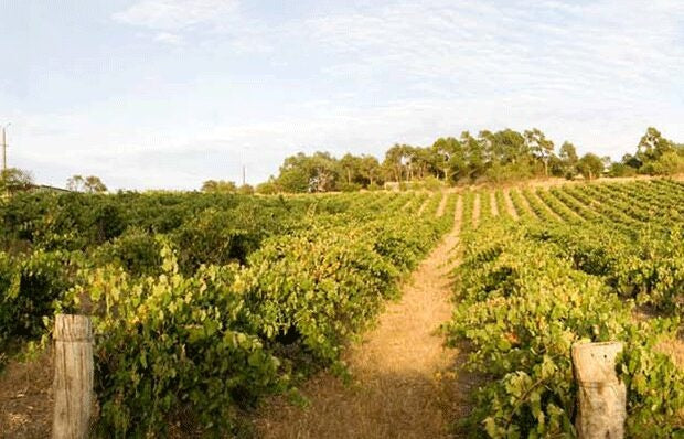 Chris Ringland Solita Nebbiolo 2016