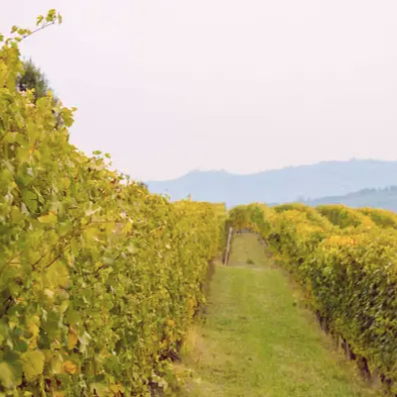 E Pira e Figli Barolo Masconi 2018