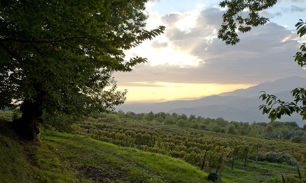 Fattoria Galardi, Terra di Lavoro 2015