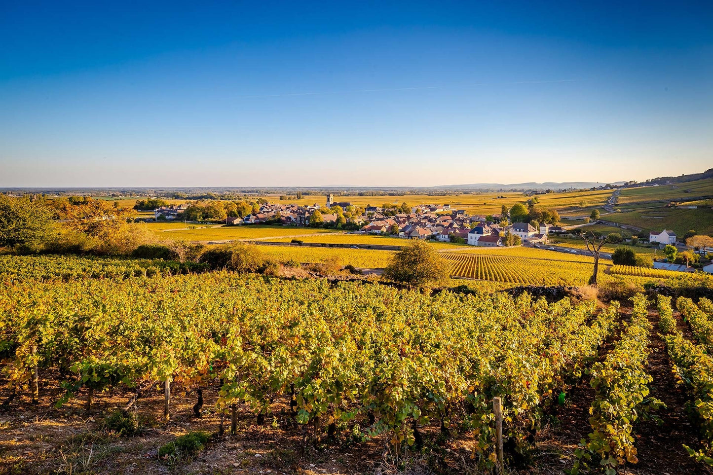 Georges Joillot, Volnay Santenots 2020
