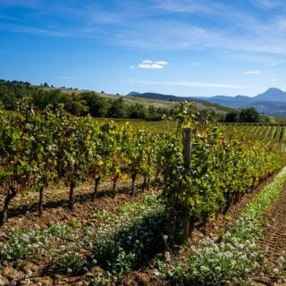 Initio, Limoux Pinot Noir 2019