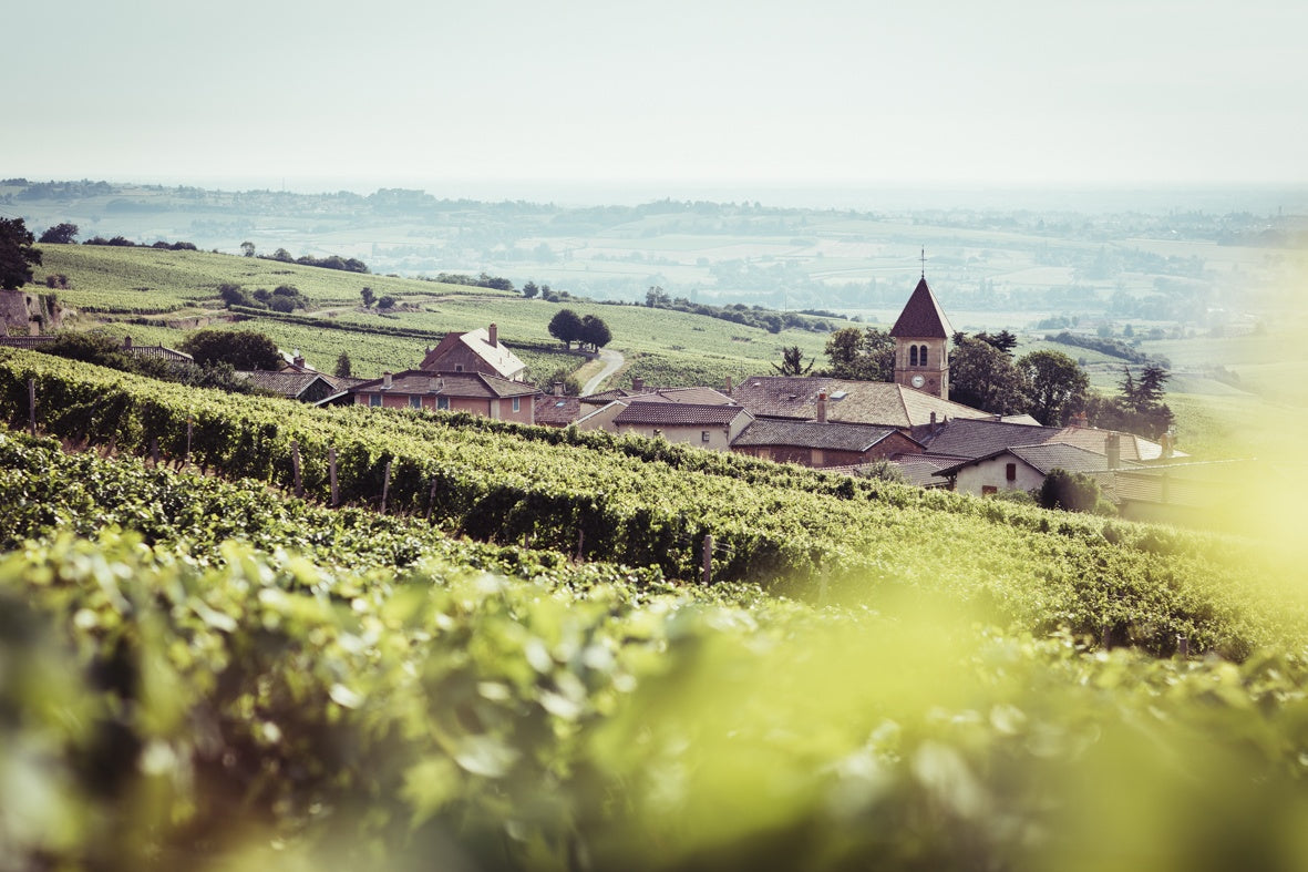 Les Enracines, Beaujolais Sans Soufre 2023