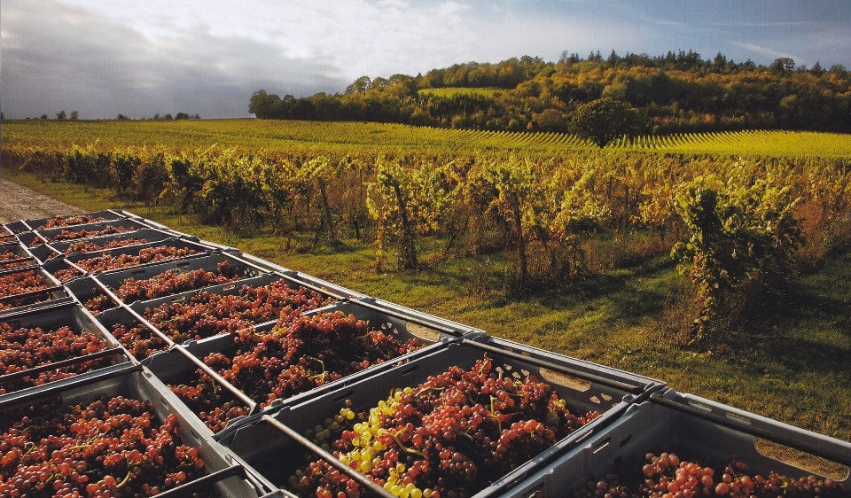 Litmus Red Pinot 2018