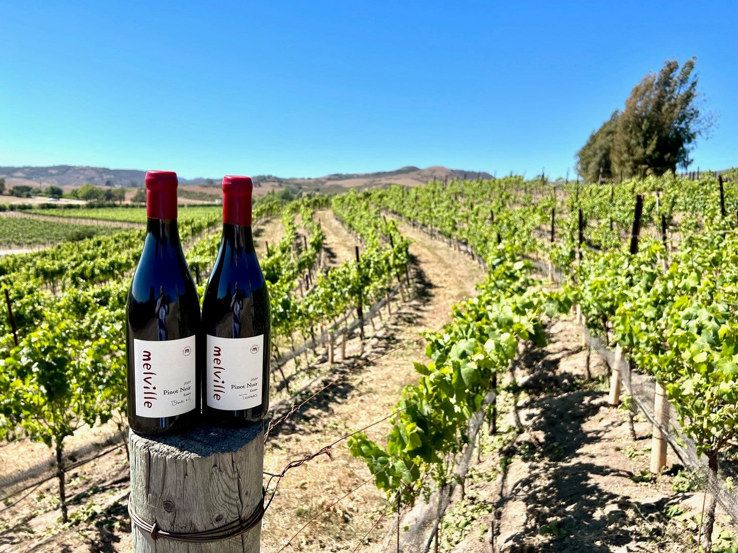 Melville, Chardonnay 2020