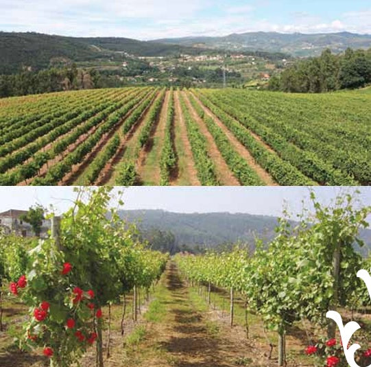 Quinta da Lixa Signus Vinho Verde 2021