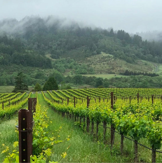 Raen Winery Fort Ross Seaview Sea Field Vineyard Pinot Noir 2020