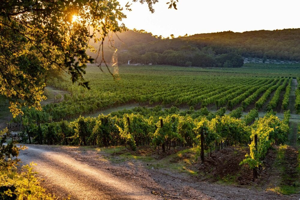 Rumor Provence Rosé 2023