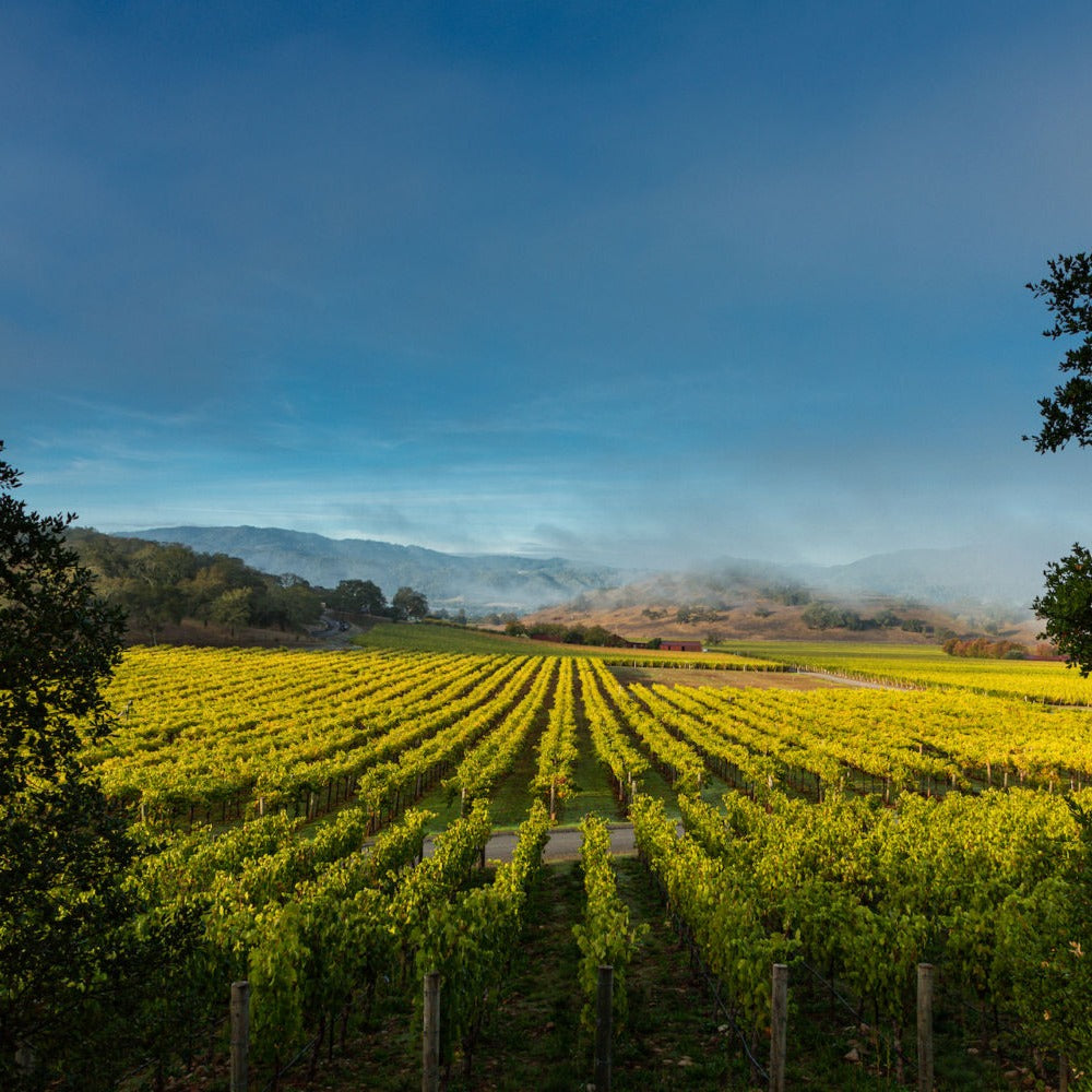 Screaming Eagle Cabernet Sauvignon 2010