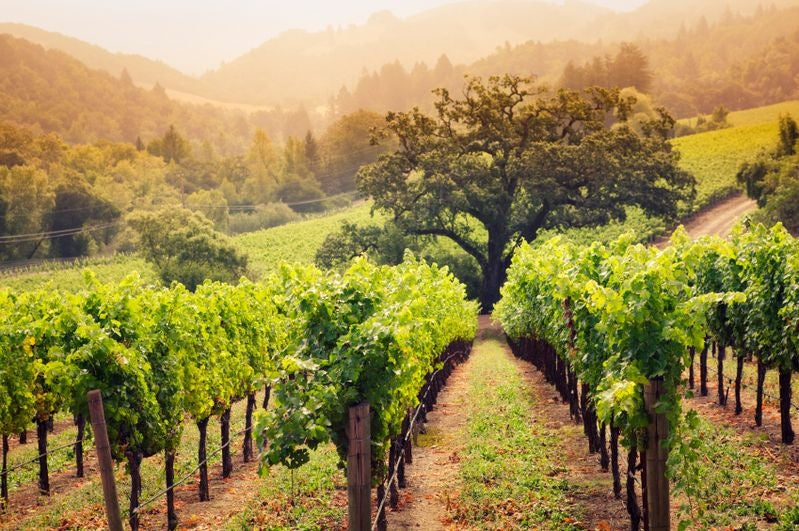 Scarecrow 'M. Etain' Cabernet Sauvignon 2018