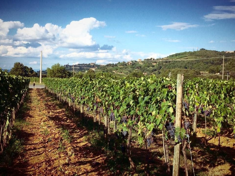 Le Potazzine, Rosso di Montalcino, 2021