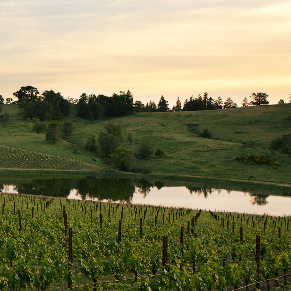 Wayfarer Vineyard Chardonnay 2020