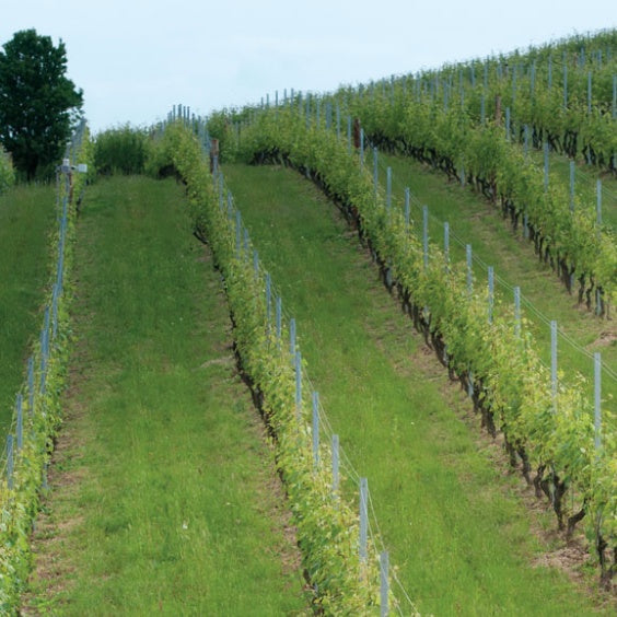 Agricola Brandini Barolo Cerretta 2016