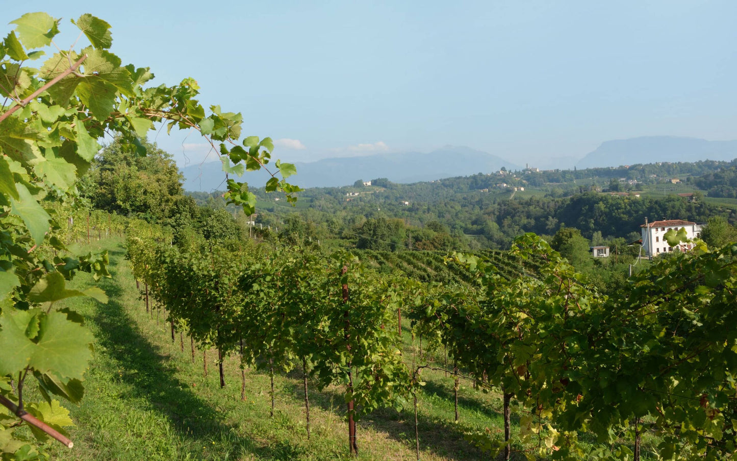 Frassinelli, Bao Moro Prosecco Treviso Brut Nature NV