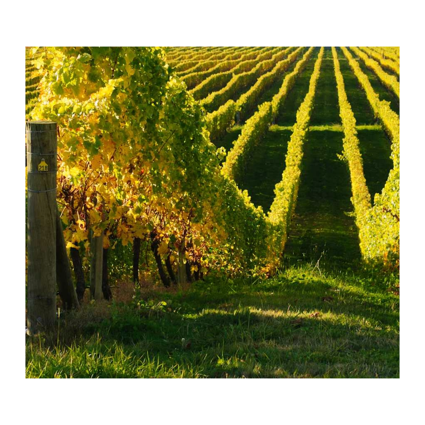 Spinyback, Nelson Sauvignon Blanc 2024
