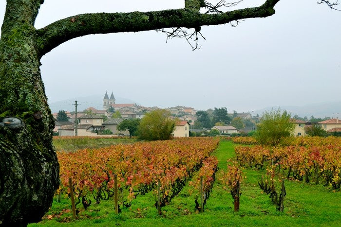 Domaine Antoine Sunier Régnié 2021