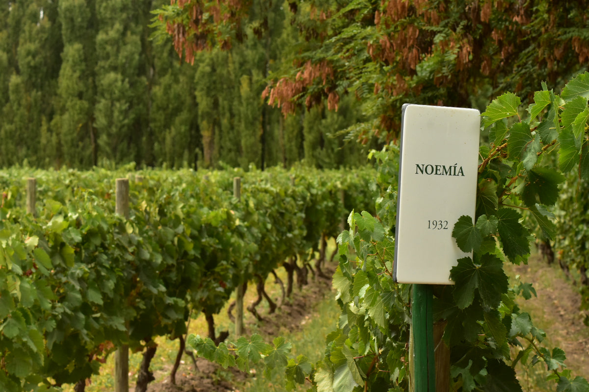 Bodega Noemia de Patagonia, Malbec 2019
