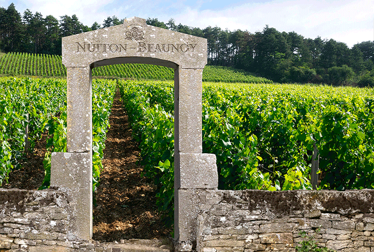Nuiton-Beaunoy, Bourgogne Côte d'Or, 2023
