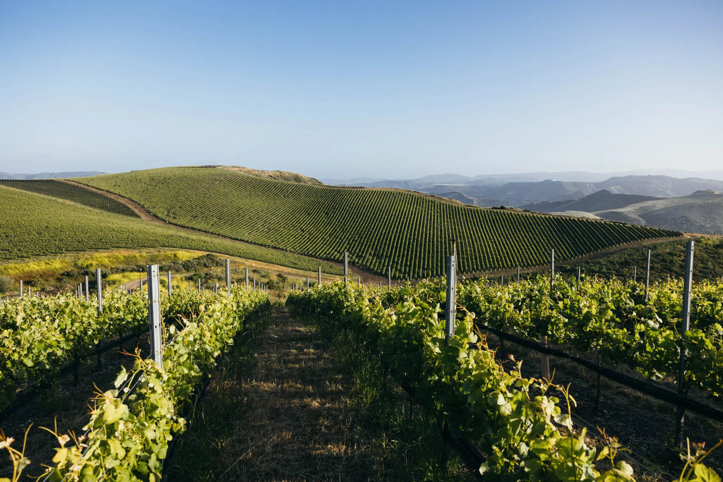 Our Lady Of Guadalupe, OLG 'Acolytes' Pinot Noir 2024