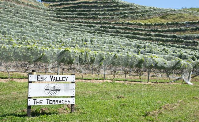 Esk Valley, Sauvignon Blanc 2025
